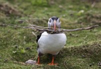Puffin Carrying Branches — Stock Photo