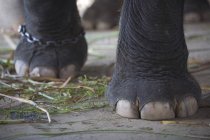 Pies de elefante de pie - foto de stock