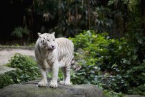Білий тигр стоїть на землі — стокове фото