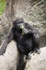 Baby Gorilla Sits On Rocks — Stock Photo