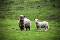 Ovelhas e um Cordeiro, Inglaterra — Fotografia de Stock