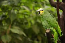 Papagaio empoleirado no ramo — Fotografia de Stock