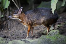 Cervo asiatico del mouse — Foto stock