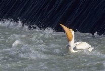 Pelícano blanco captura peces - foto de stock