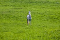 Серый конь в поле — стоковое фото