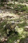 Iguana arrastrándose en tierra - foto de stock