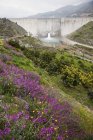 Wasserdamm und Wildblumen — Stockfoto