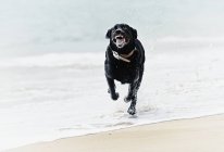 Preto labrador cão corre para baixo praia — Fotografia de Stock