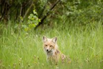 Красный лис в Национальном парке принца Альберта — стоковое фото