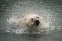 Oso polar sacudiendo el agua - foto de stock