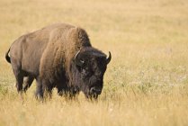Bison Standing In Yellow Grass — Stock Photo