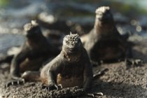Iquanas marines sur sable — Photo de stock