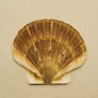Pequeña concha de mar colorido - foto de stock