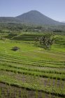 Rice Fields, Jatiluwih, Bali, — Stock Photo