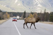 Large Male Elk — Stock Photo
