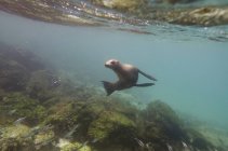 Seelöwenschwimmen — Stockfoto