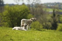 Deux jeunes agneaux sur la colline — Photo de stock