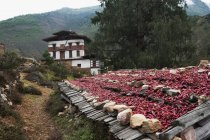 Red Chili Harbed and Drying — стоковое фото