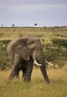 Enorme elefante Bull — Fotografia de Stock