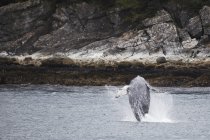 Buckelwal bricht ein — Stockfoto