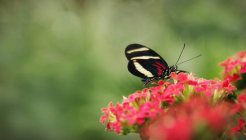 Цветок-мухомор — стоковое фото