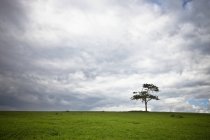 Lone Tree In Grass Field; Kenya — Stock Photo