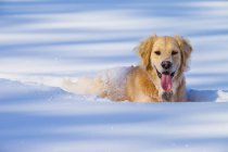 Cão brincando na neve profunda — Fotografia de Stock