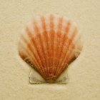 Piccolo Seashell colorato — Foto stock