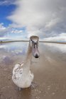 Oie debout sur la plage — Photo de stock