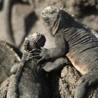 Dos iguanas marinas - foto de stock