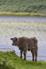 Calf Standing By Water's Edge — Stock Photo