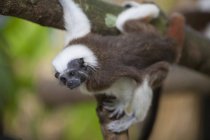 Cotton-Top Tamarin Monkey — Stock Photo