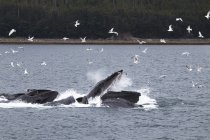 Горбатые киты на поверхности воды — стоковое фото