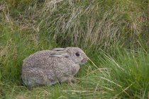 Conejo marrón se esconde en la hierba - foto de stock