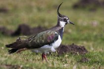 Lapwing uccello in piedi su erba — Foto stock