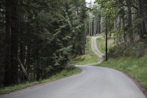 Route sinueuse à travers la forêt — Photo de stock