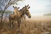 Две зебры в Саванне — стоковое фото