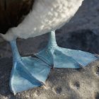 Piedi azzurri booby — Foto stock