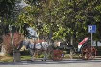 Лошадь с каретой в открытом городе — стоковое фото