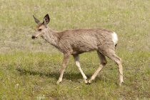 Lone Deer walking in field — Stock Photo