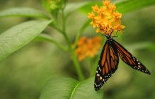 Papillon monarque assis sur la fleur — Photo de stock
