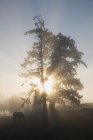 Lumière du soleil à travers l'arbre — Photo de stock