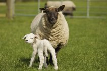 Взрослые овцы с ягненком — стоковое фото