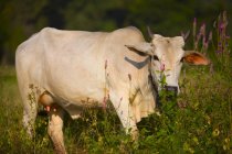 Белая корова в высокой траве — стоковое фото