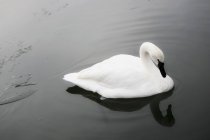 Cisne nadando en el agua - foto de stock