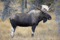 Bull Moose em pé no chão — Fotografia de Stock