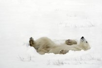 Лежащий белый медведь — стоковое фото