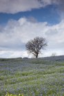 Un campo di fiori di campo blu con albero — Foto stock