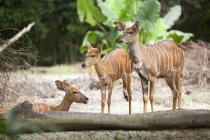 Nyala Antelopes no Jardim Zoológico de Singapura — Fotografia de Stock