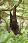 Flying Fox murciélago de la fruta - foto de stock